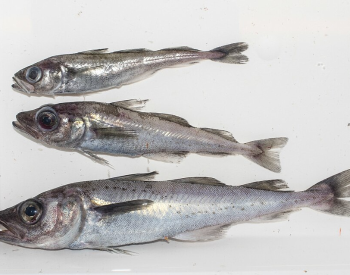 An Arctic cod swimming close to the seabed in cold, dark polar water.