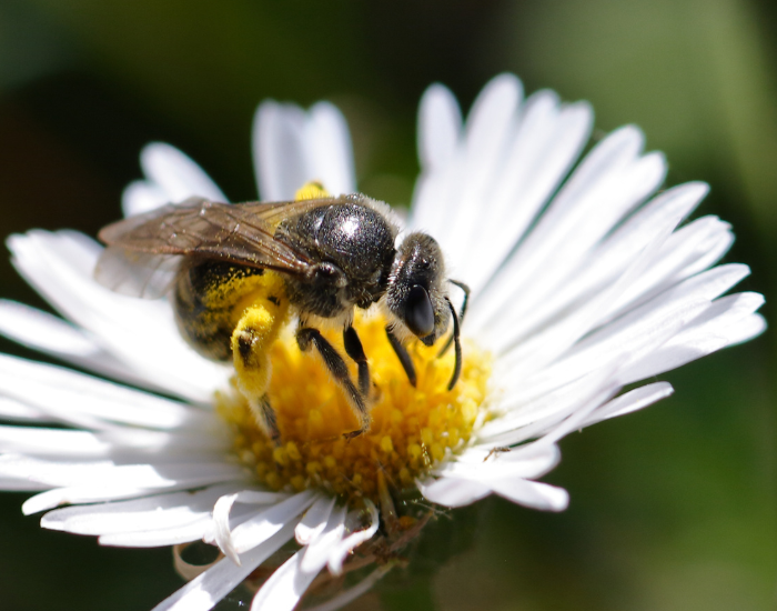 A small Australian stingless bee collecting pollen from a white daisy.