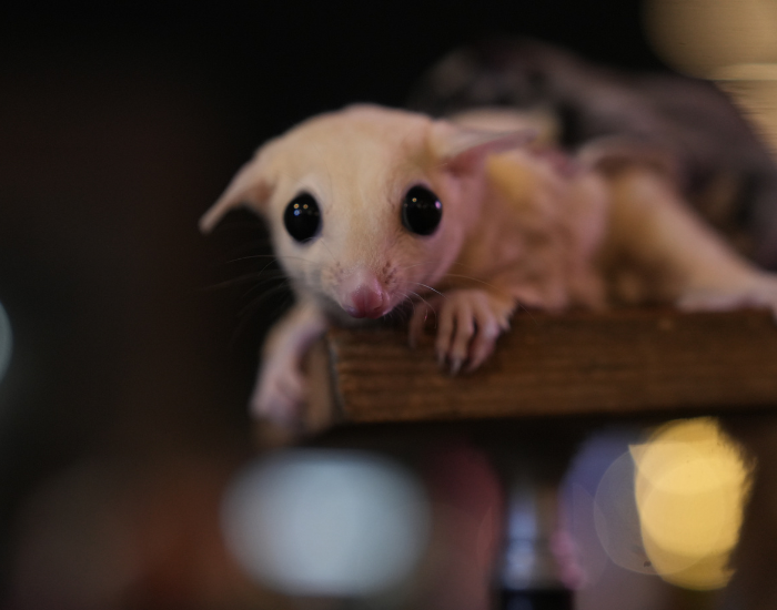 A small baby sugar glider resting on a wooden surface indoors.