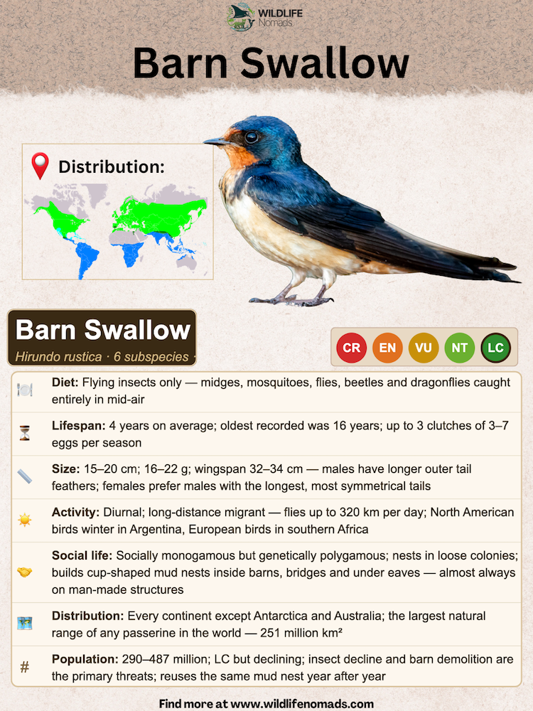a wildlife nomand species card about the barn swallow