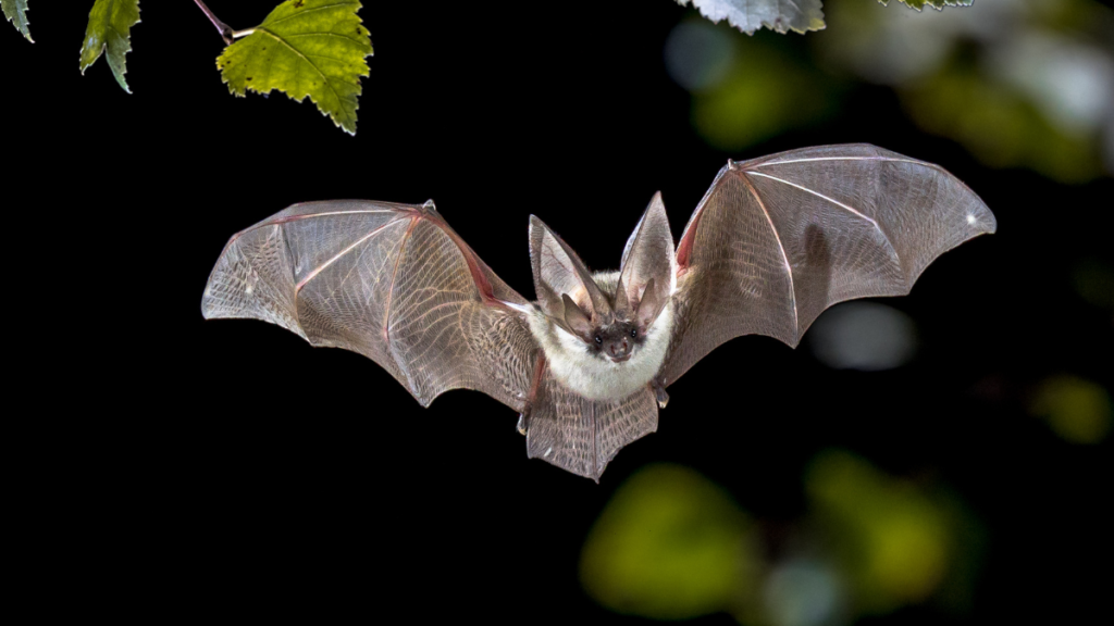 A long-eared bat flying at night with its wide wings fully outstretched beneath green leaves.