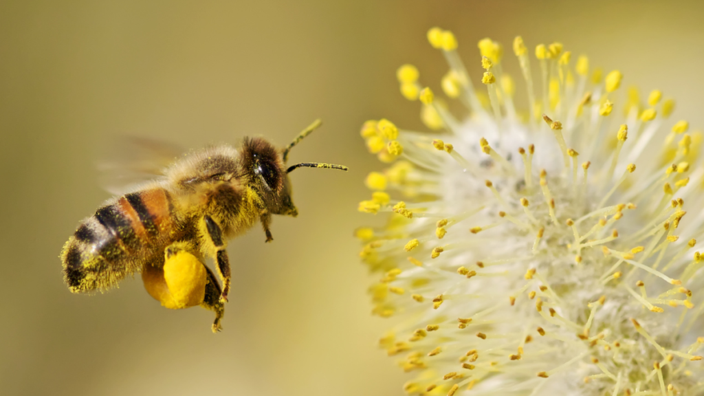 A close-up shot of a honeybee in mid-air approaching a yellow flower with large pollen baskets on its legs.