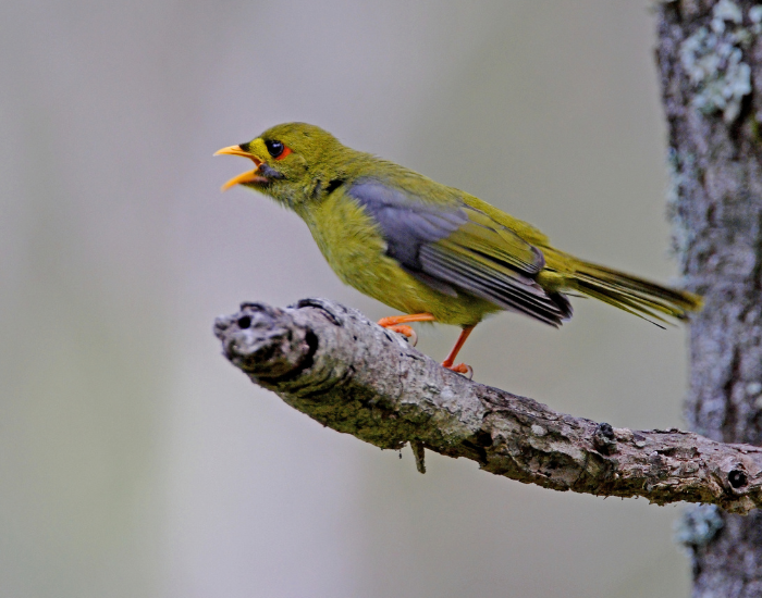 A Bell Miner calling with its bill open while perching on a lichen-covered branch. The bird displays olive-green plumage, bright orange-red legs, a yellow bill, and a small patch of bare red skin behind its eye.