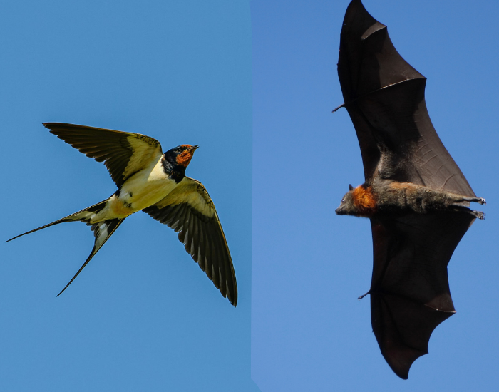 bat and bird flying
