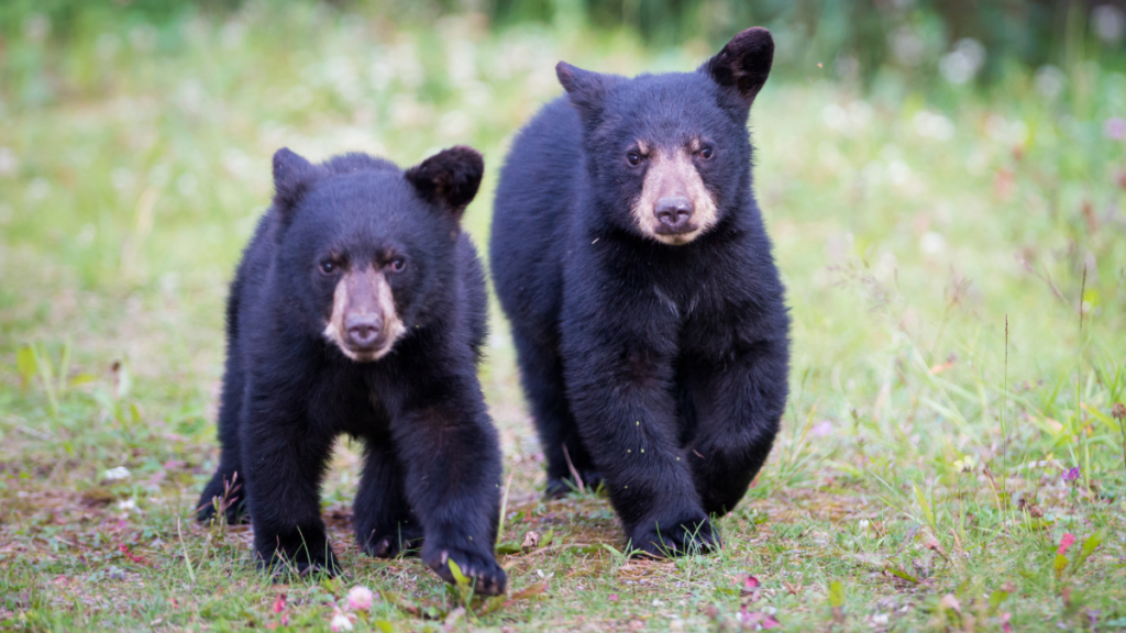 two baby black bears running on grass