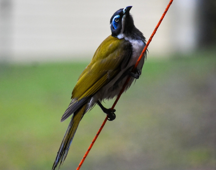 A Blue-faced Honeyeater perched on a thin branch against a soft background. The bird displays vibrant yellow-green upperparts, a stark white belly, and distinctive blue skin surrounding its eye.