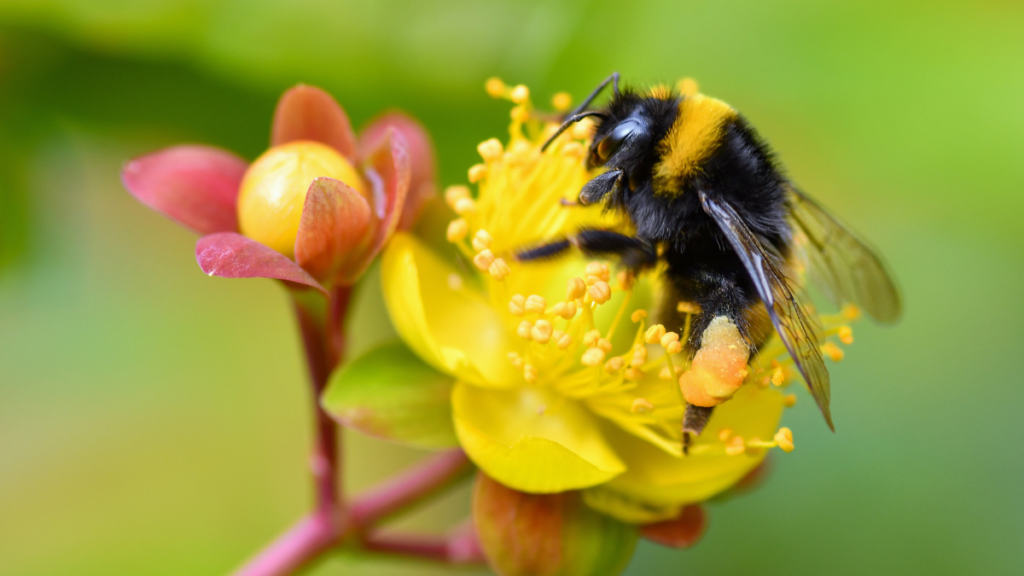 Close-up macro photo of a black and yellow bumblebee collecting pollen from a bright yellow flower.