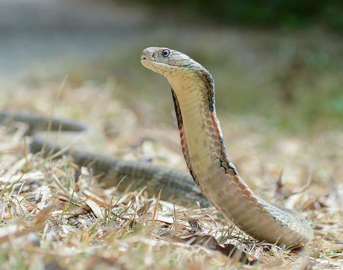 A light-colored Cape cobra rears its upper body above dry grass and leaves, showing its pale underbelly and alert stance.