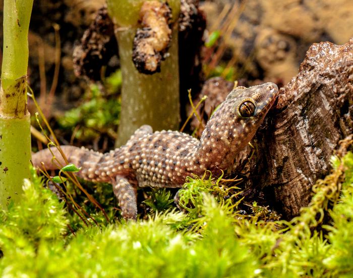 House gecko resting in a green, planted enclosure.