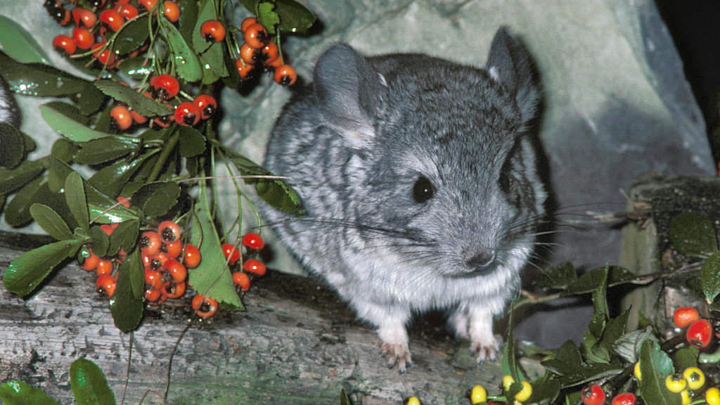A fluffy grey chinchilla nestled among leafy green branches bearing bright orange berries.