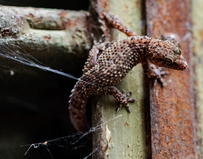 Turkish gecko scaling a vertical wooden surface.