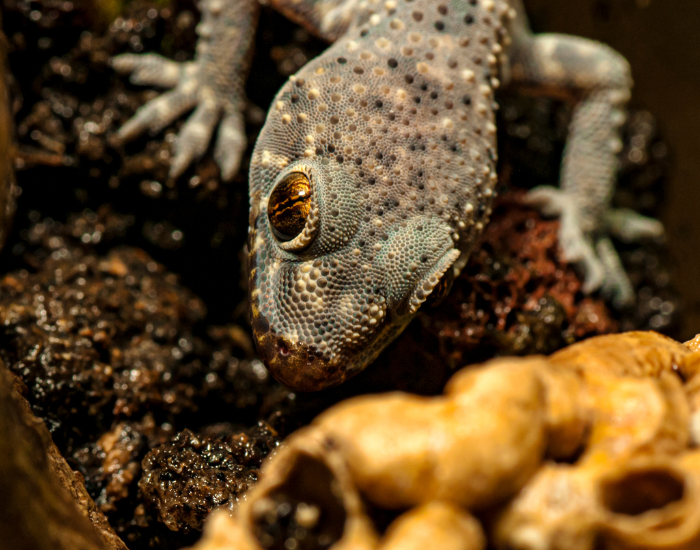 clos eup to the head of a turkish gecko