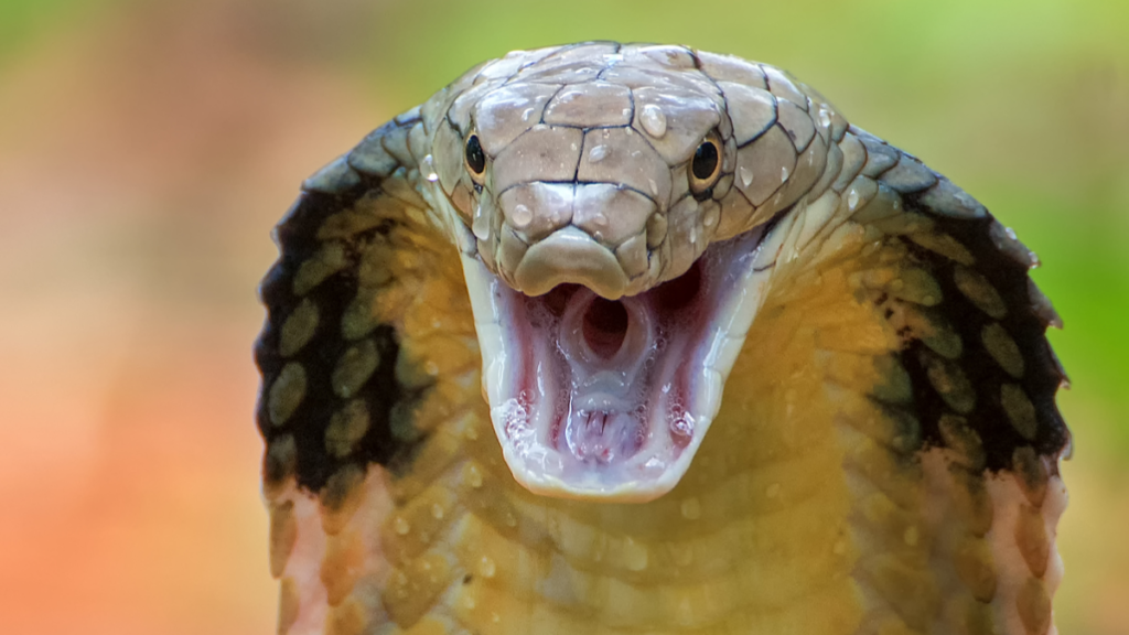 close up of a cobra snake in defensive position