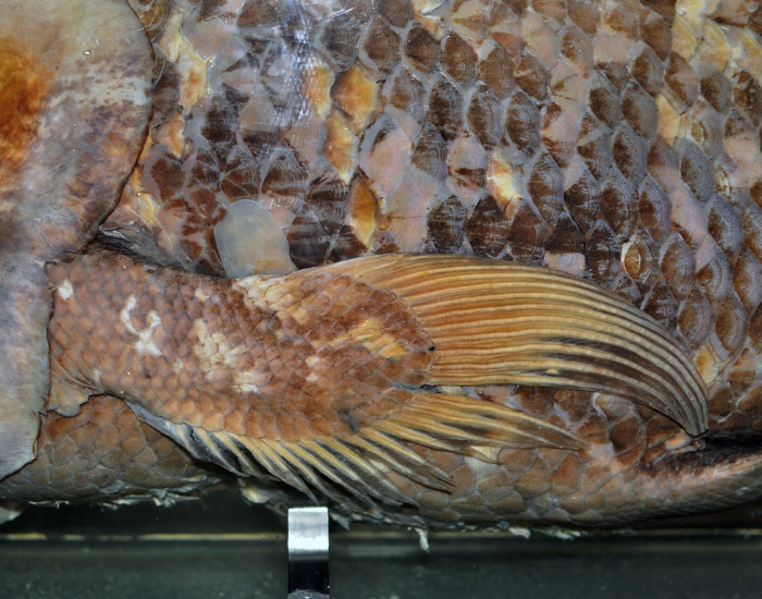 Petcoral fin of a Coelacanth (Latimeria chalumnae) from the Musรฉum national d'histoire naturelle (Paris, France).