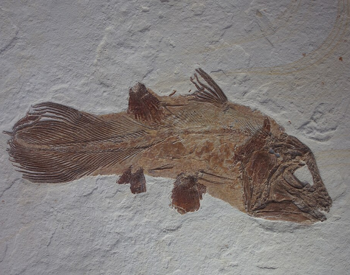 The coelacanth โ Holophagus penicillatus (Undina penicillata) Mรผnster 1834 from the Jurassic of Painten, Germany. Coll. Oilshale.