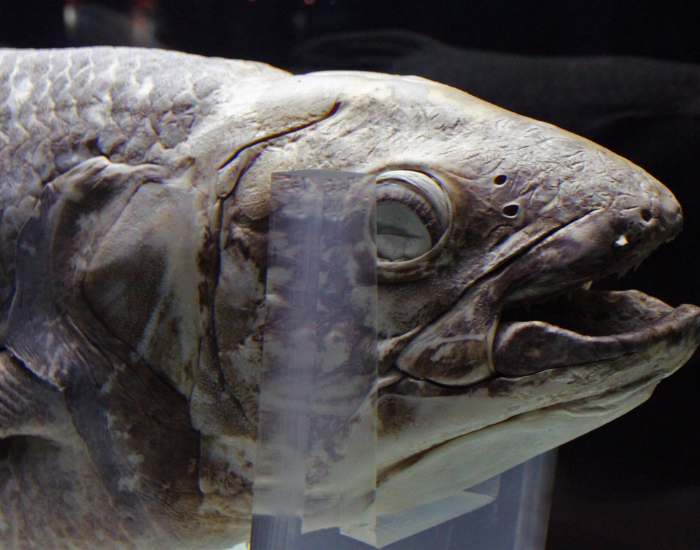 Head close-up of a preserved specimen of Coelacanth (Latimeria sp.) at Sea World, Taman Impian Jaya Ancol, Jakarta, Indonesia.