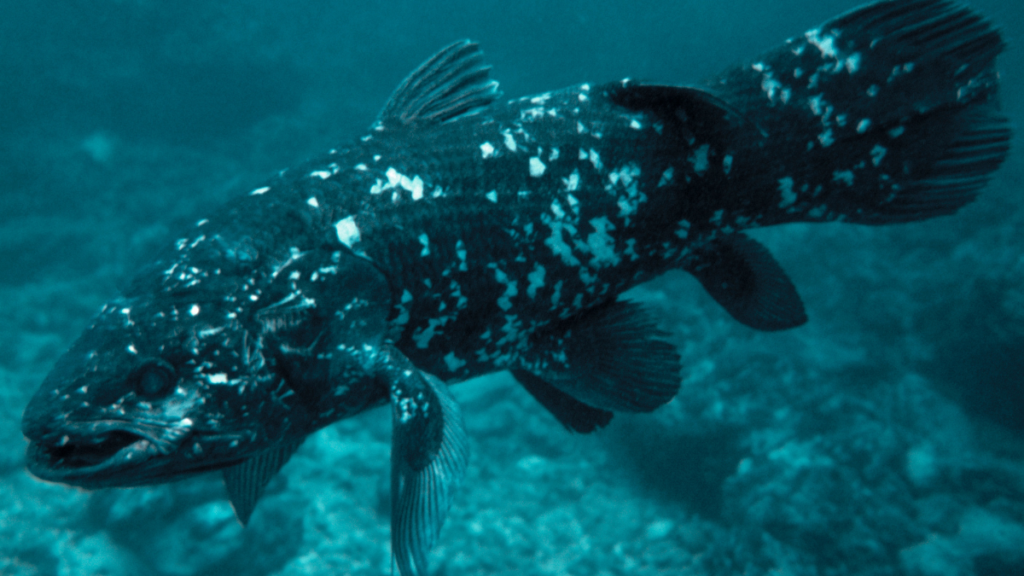 a coelacanth swimming underwater photo