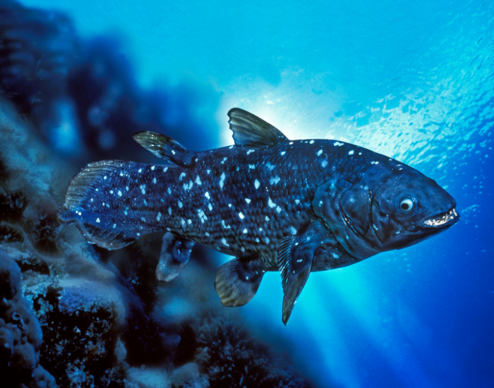 a coelacanth underwater