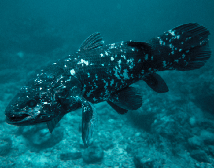 coelacanth swimming underwater