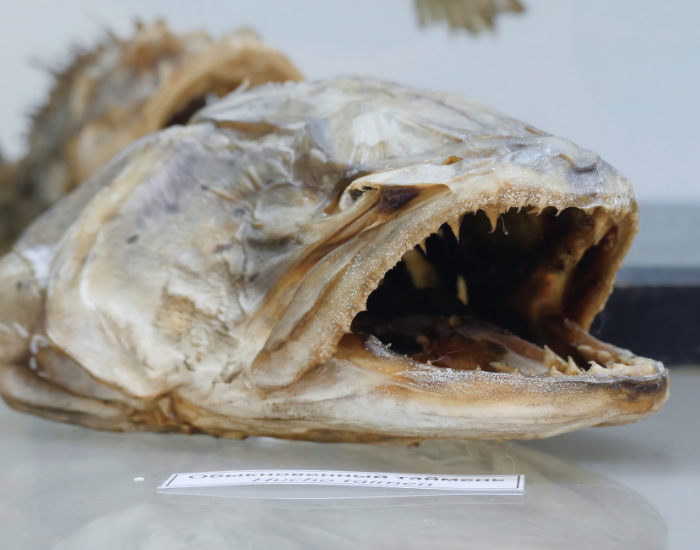 close up of an specimen of a coelacanth