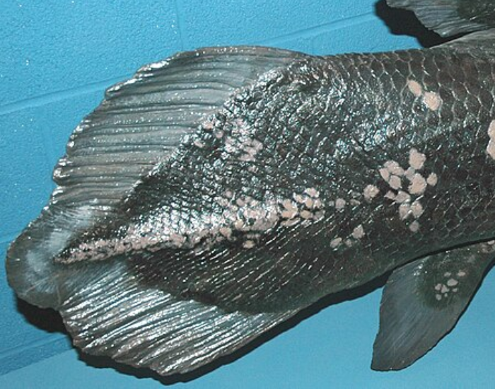 close up of the tail of a coelacanth