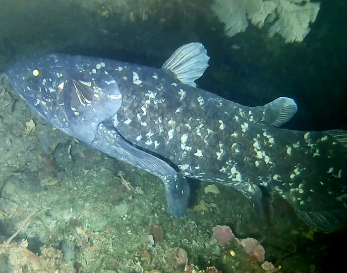 Coelacanth 69 m off Pumula on the KwaZulu-Natal South Coast, South Africa, on 22 November 2019 (photo: Bruce Henderson)