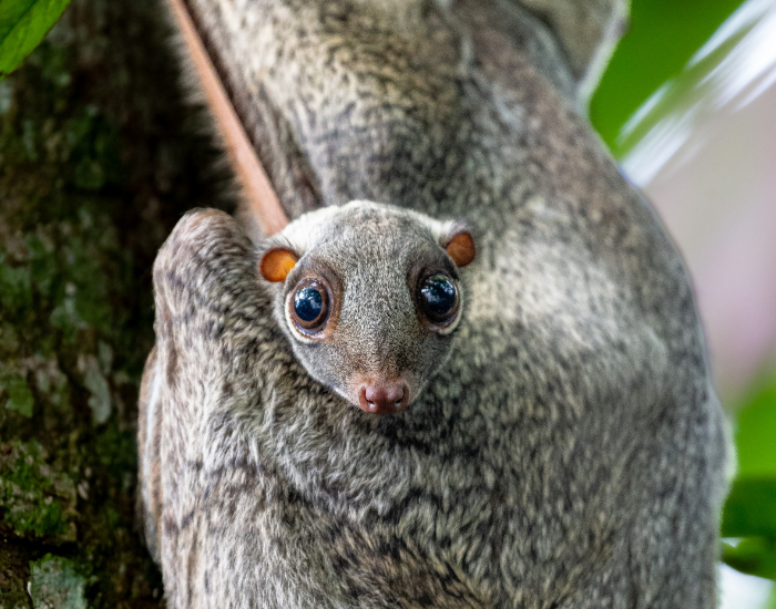 Close-up of a baby colugo clinging to a tree trunk, peering out with wide dark eyes.