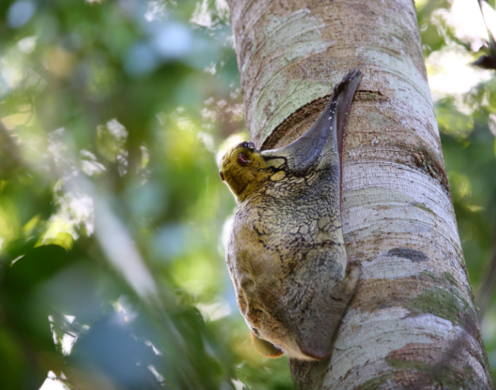 A mottled grey colugo clinging vertically to a wide tree trunk outdoors.