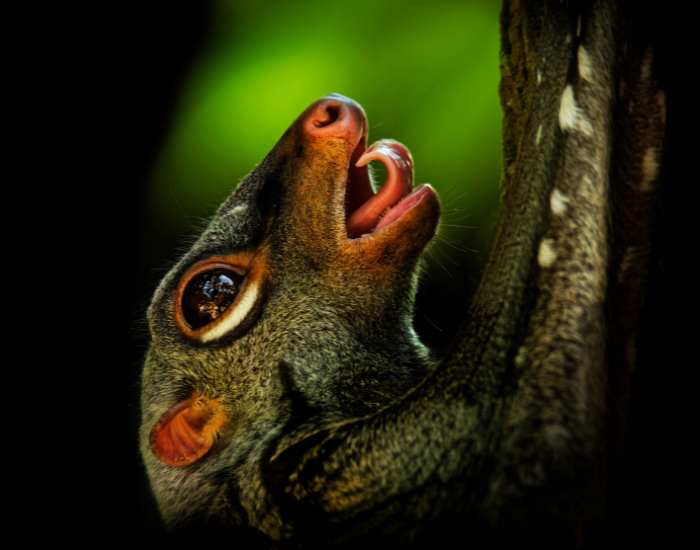close up of the head of a colugo climbing