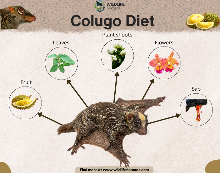 An infographic titled Colugo Diet showing a central illustration of a colugo with arrows pointing to five main food sources: Fruit, Leaves, Plant shoots, Flowers, and Sap.