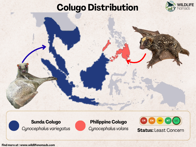Geographic distribution map of Southeast Asia showing the ranges of the Sunda Colugo in blue and the Philippine Colugo in red, with illustrations of both species.