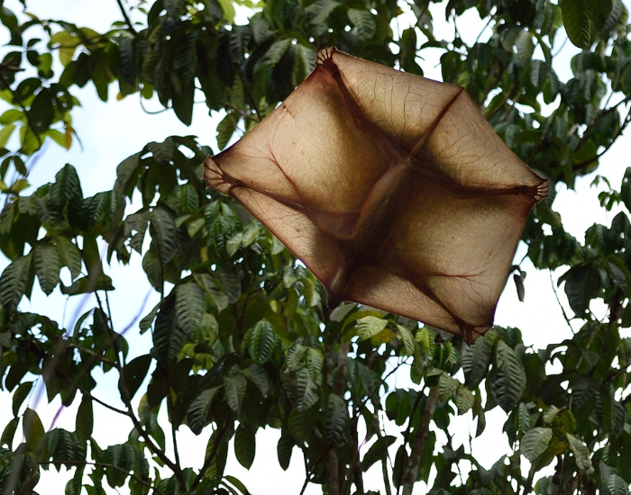 a colugo gliding thoruhg the forest canopy