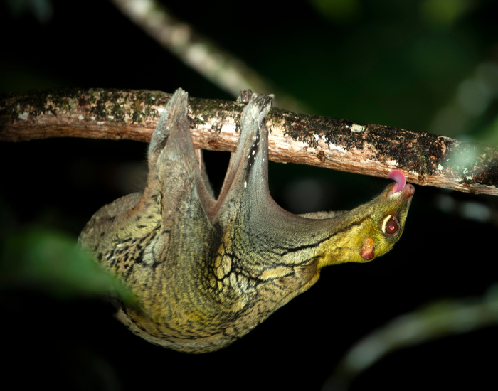 a clugo hanging from a tree branch at nigh in the wild