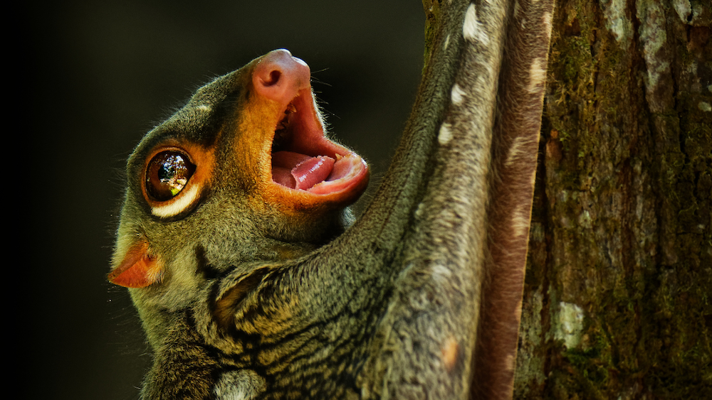 close up of a colgo head opening its mouth