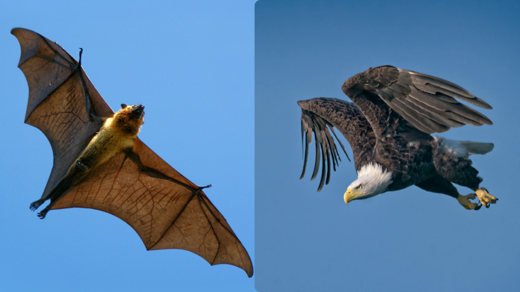 hero image of a bat and an eagle flying
