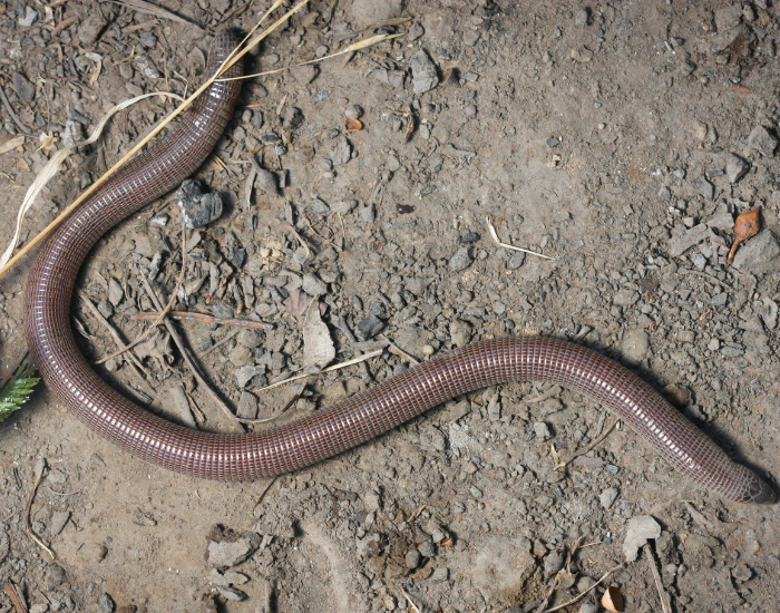 A darwin's worm lizard on the ground