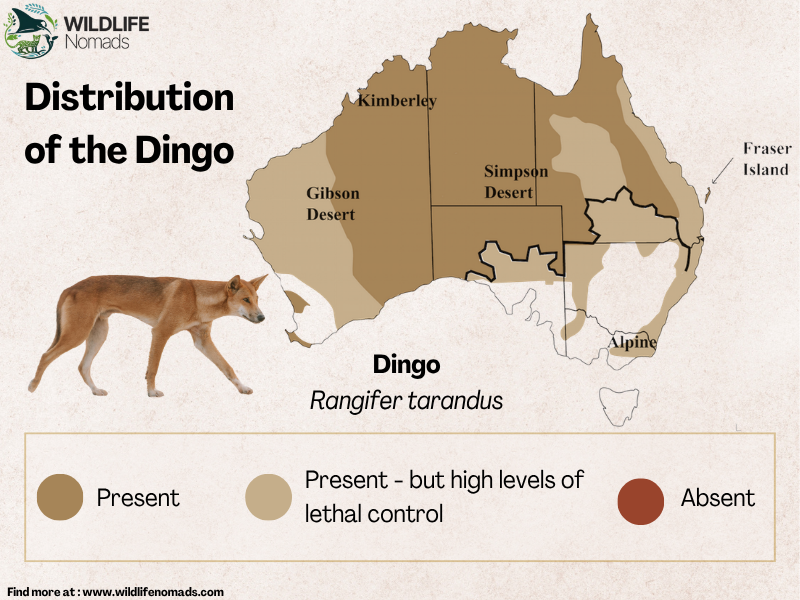Map showing the geographic distribution and range presence of dingoes across Australia.
