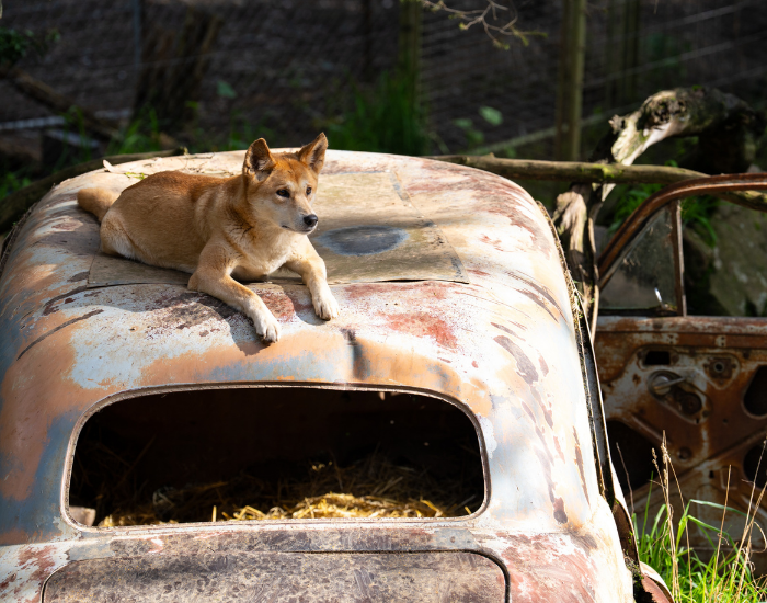 Wild dingo lying on top of the rusty bonnet of an abandoned car in the bush.