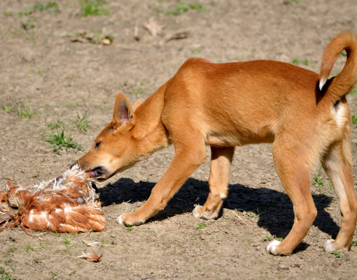 dingo eating Golden dingo eating scraps of food off the ground in the wild.