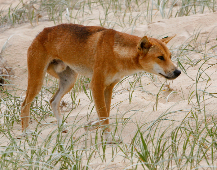 Wild dingo walking cautiously through coastal sand dunes and grasses.
