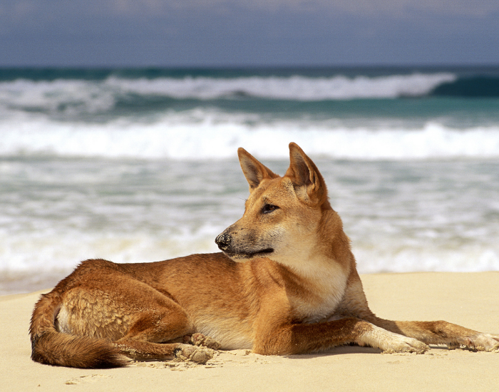 dingo laying on a beach