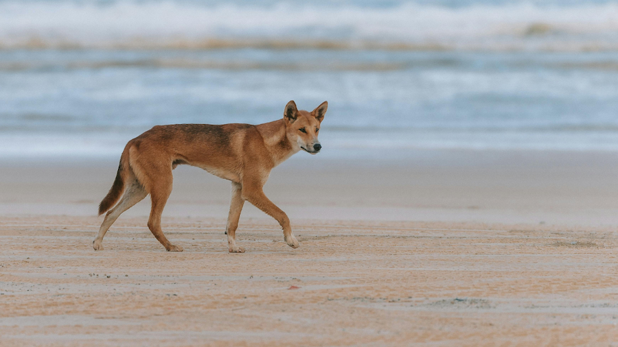 Wild dingo walking along an open ocean beach shore with ocean waves breaking in the background.