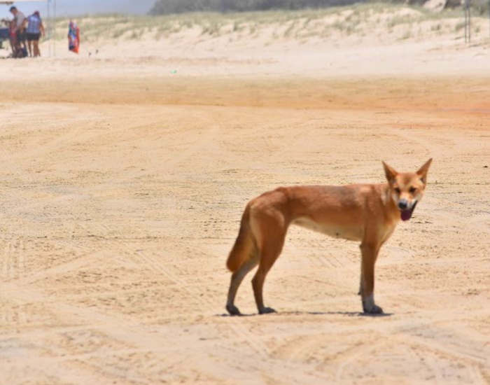 Wild golden dingo standing on a wide sandy beach shoreline.
