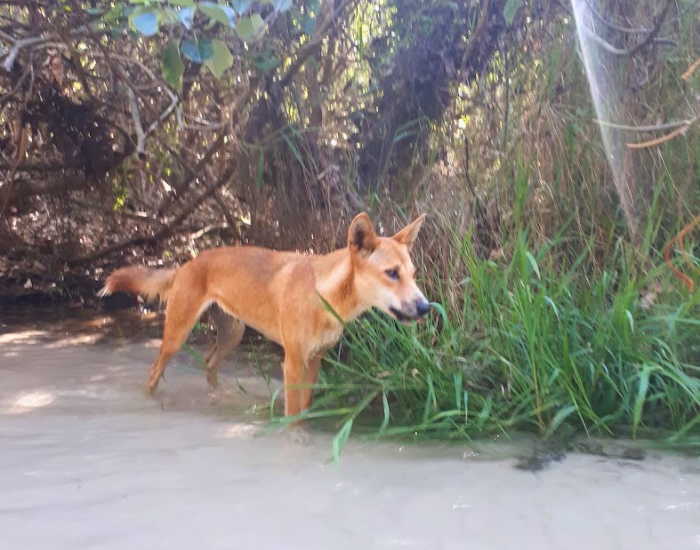 Dingo standing on a sandy creek bank surrounded by lush green bushland.