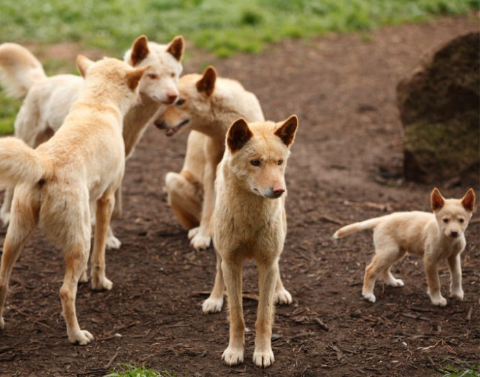 Pack of wild dingoes and young pups standing together outdoors.