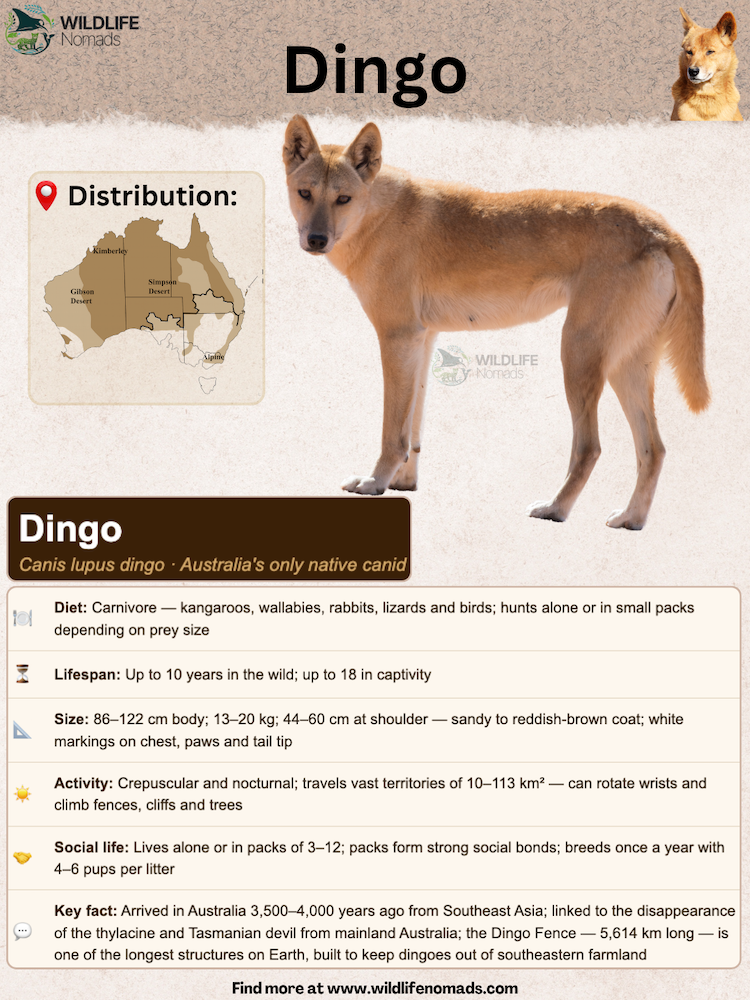 Dingo species profile infographic showing key facts on diet, lifespan, size, and geographic distribution across Australia.