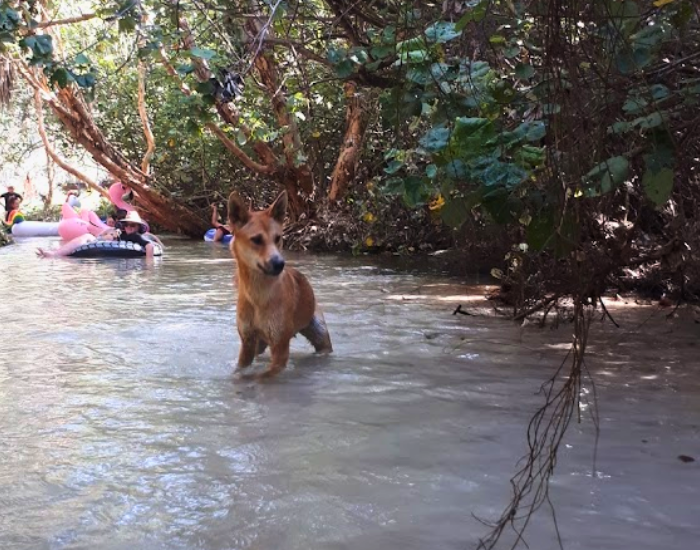 Dingo wading through shallow creek water on K'gari (Fraser Island).