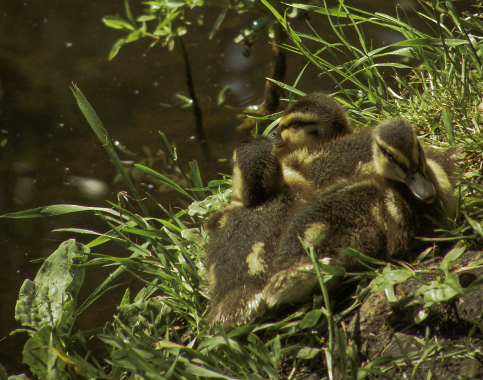 three ducklings next to a pond