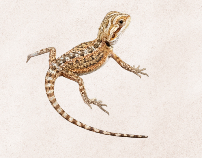 Dunner Bearded Dragon isolated illustration