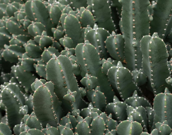 A spiny succulent euphorb with thick ribbed green stems growing in dry ground.